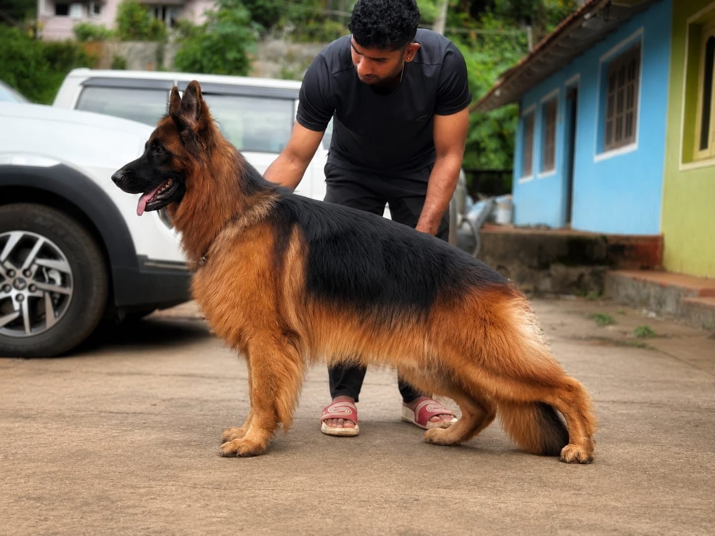 German Shepherd in a standing show pose